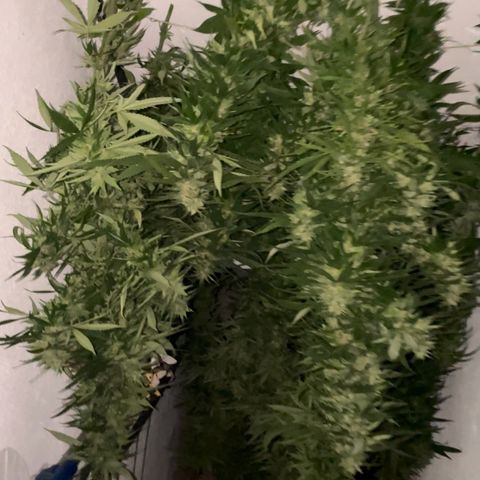 Sensi Skunk growlog timeline photo