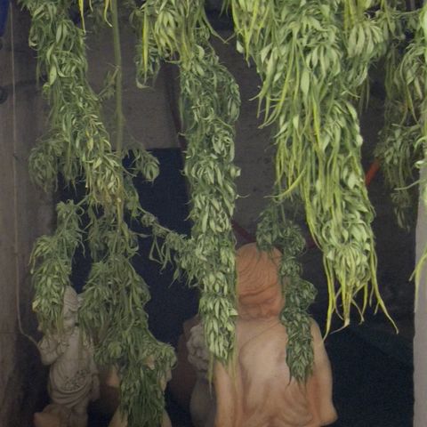 Sensi Skunk growlog timeline photo