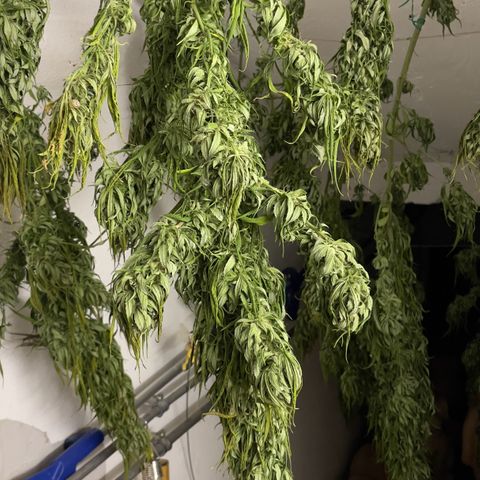 Sensi Skunk growlog timeline photo