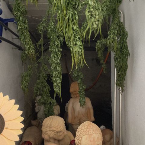 Sensi Skunk growlog timeline photo