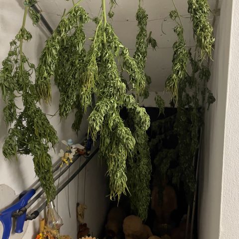 Sensi Skunk growlog timeline photo