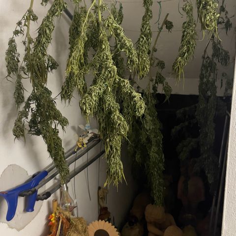 Sensi Skunk growlog timeline photo
