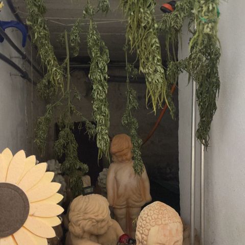 Sensi Skunk growlog timeline photo