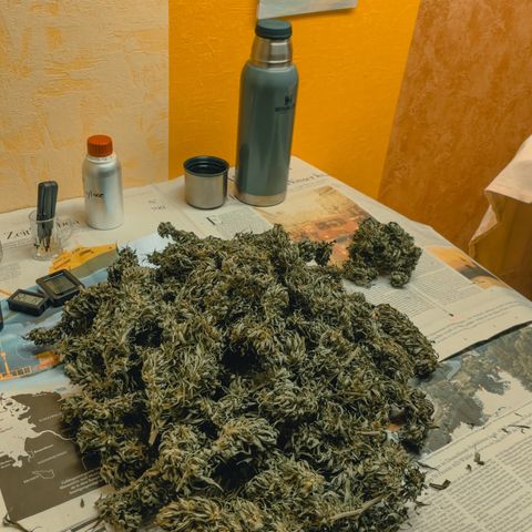 Sensi Skunk growlog timeline photo