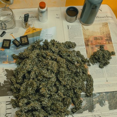 Sensi Skunk growlog timeline photo