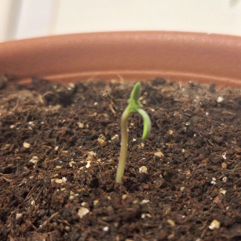 Donatella growlog photo: Dia 31 de março a primeira muda saiu da terra. A segunda ainda não apareceu.
Montamos o grow e colocamos uma cúpula de plástico nos dois vasos.