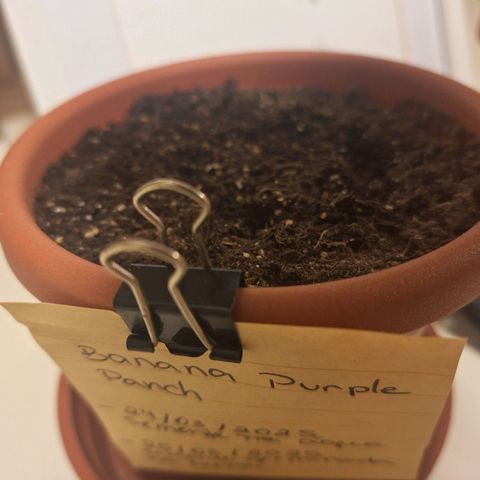 Donatella growlog timeline photo