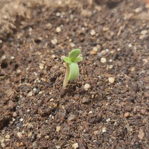 Donatella growlog timeline photo