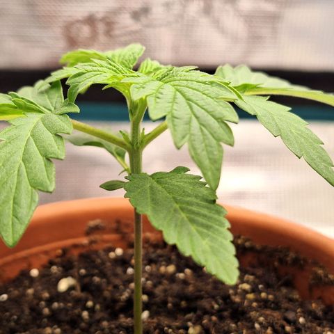 Donatella growlog timeline photo