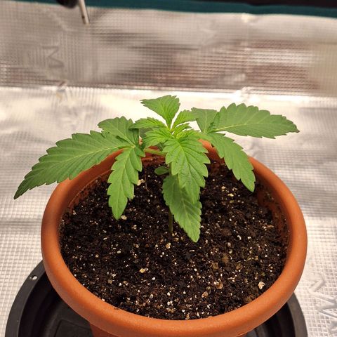 Donatella growlog timeline photo