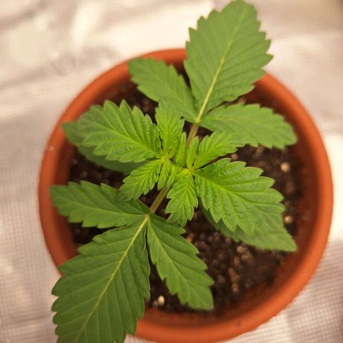 Donatella growlog timeline photo