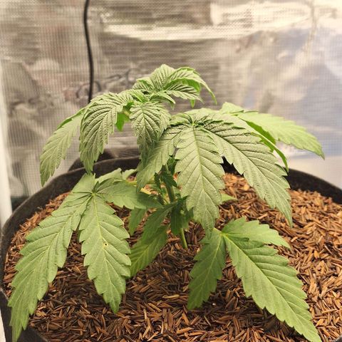 Donatella growlog timeline photo