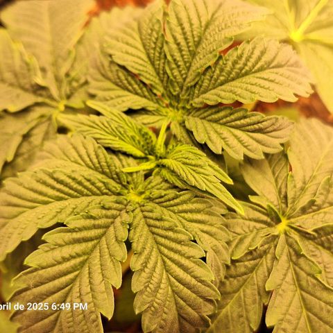 Donatella growlog timeline photo