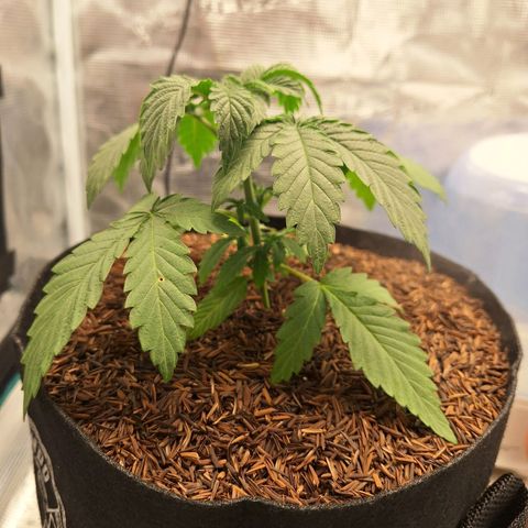 Donatella growlog timeline photo