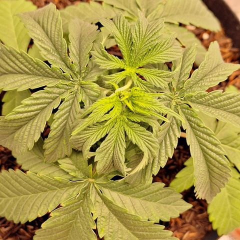 Donatella growlog timeline photo
