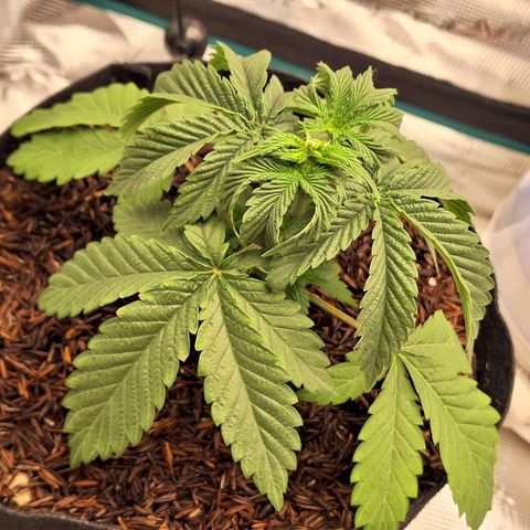 Donatella growlog timeline photo