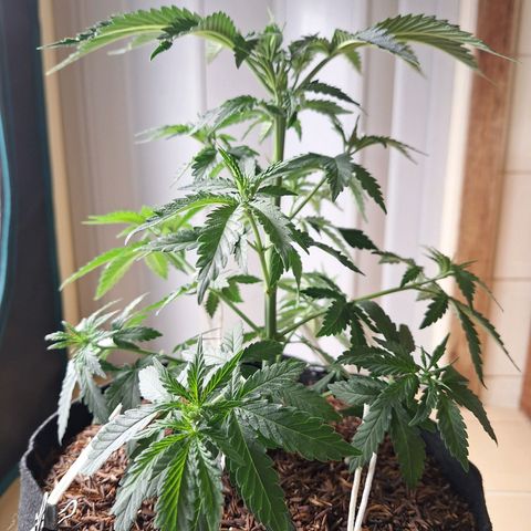 Donatella growlog timeline photo