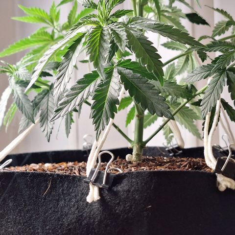 Donatella growlog timeline photo