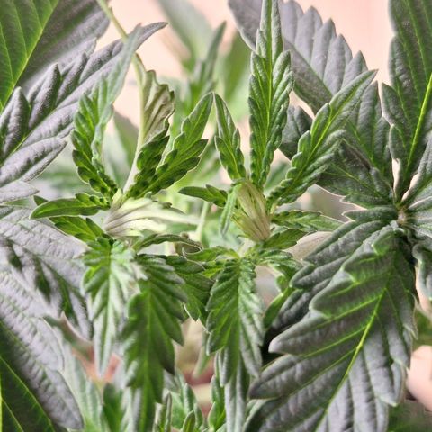 Donatella growlog timeline photo