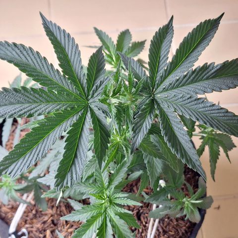 Donatella growlog timeline photo