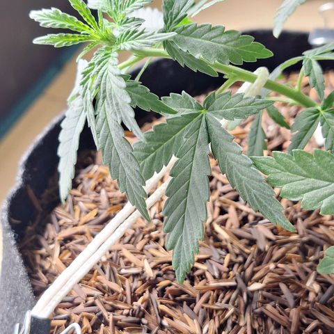 Donatella growlog timeline photo