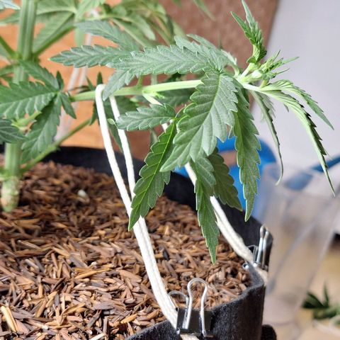 Donatella growlog timeline photo