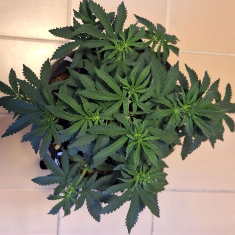Donatella growlog timeline photo