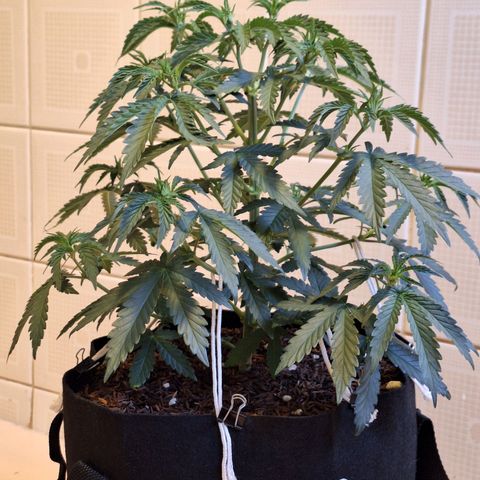 Donatella growlog timeline photo