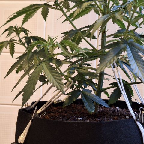 Donatella growlog timeline photo