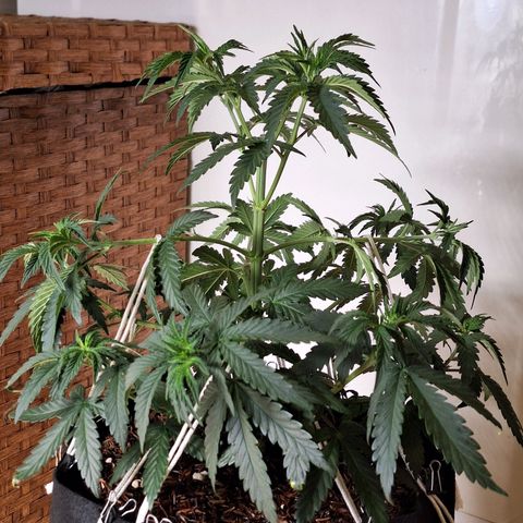 Donatella growlog timeline photo