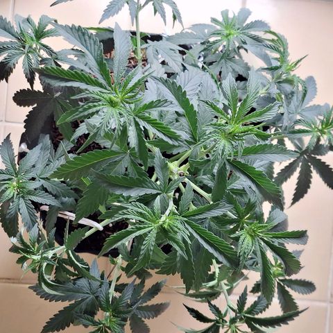Donatella growlog timeline photo