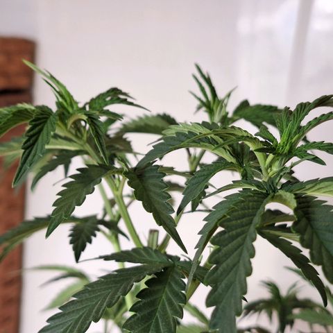 Donatella growlog timeline photo