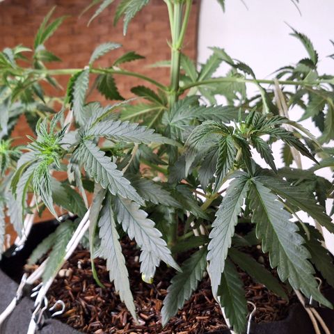 Donatella growlog timeline photo