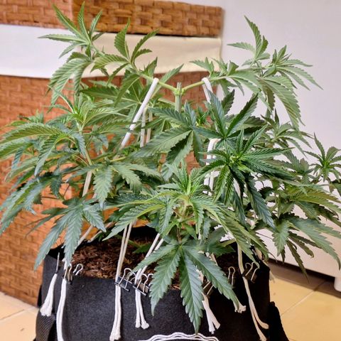 Donatella growlog timeline photo