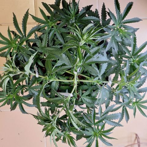 Donatella growlog timeline photo