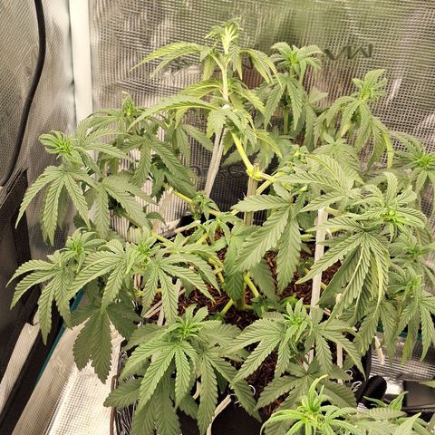 Donatella growlog timeline photo