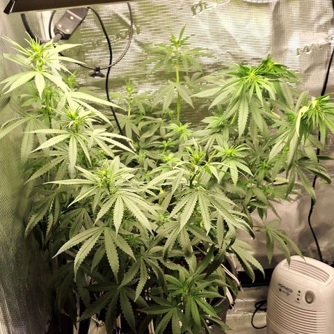 Donatella growlog timeline photo