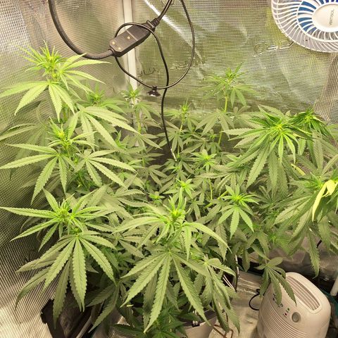 Donatella growlog timeline photo