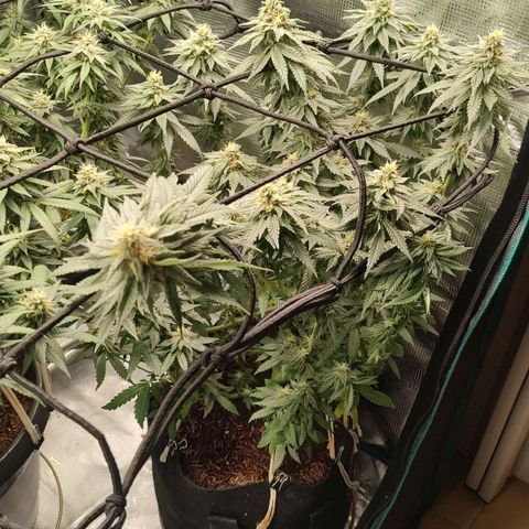 Donatella growlog timeline photo