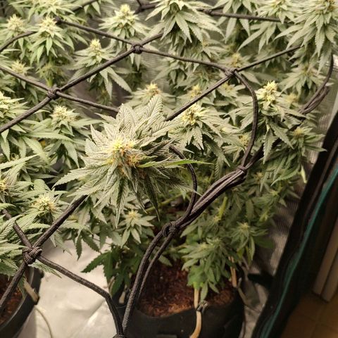 Donatella growlog timeline photo