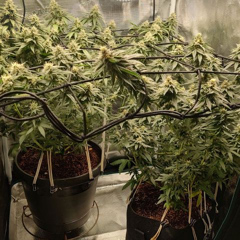 Donatella growlog timeline photo