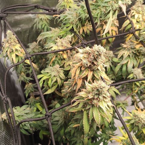 Donatella growlog timeline photo