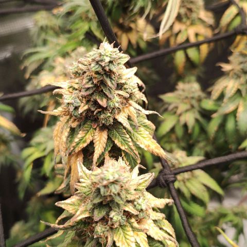 Donatella growlog timeline photo