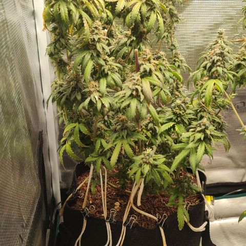 Donatella growlog timeline photo