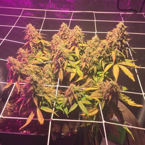 Auto - Northern Light growlog timeline photo
