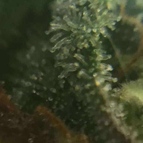 Auto - Northern Light growlog timeline photo
