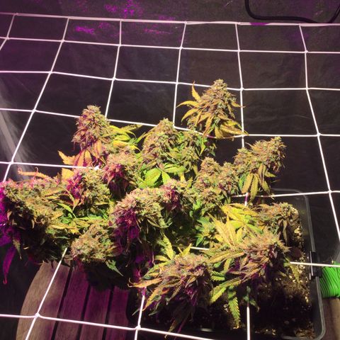 Auto - Northern Light growlog timeline photo