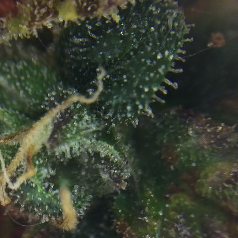 Auto - Northern Light growlog timeline photo