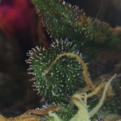 Auto - Northern Light growlog timeline photo