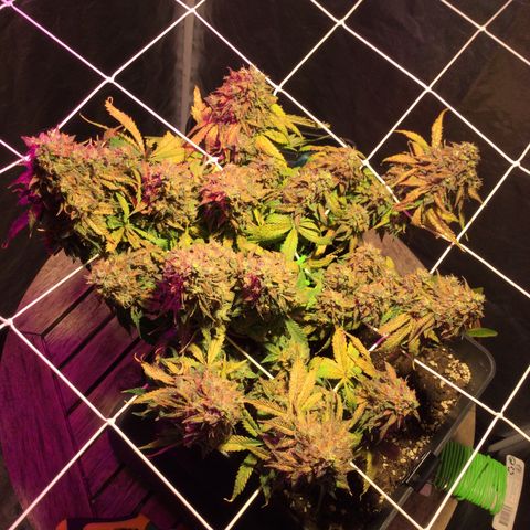Auto - Northern Light growlog timeline photo